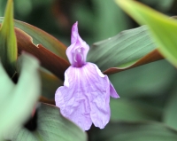 Big pale purple flowers and brown stems